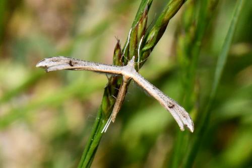 Réf. 255 116 : Stenoptilia sp.